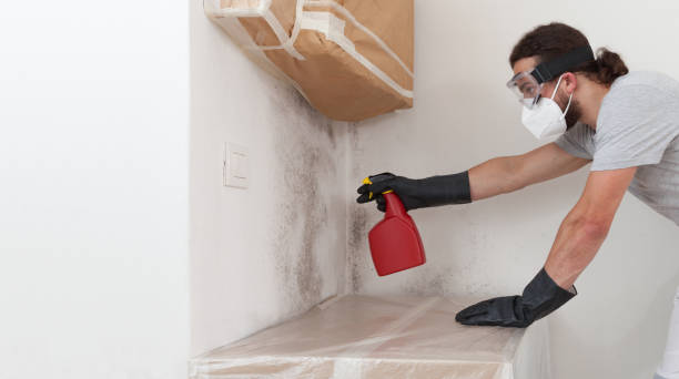 Professional Mold Cleanup technician working in Locust Valley, NY