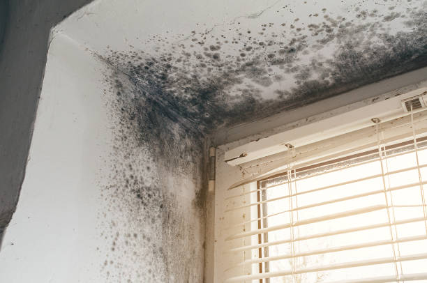 Affordable Mold Cleanup solutions in Locust Valley, NY